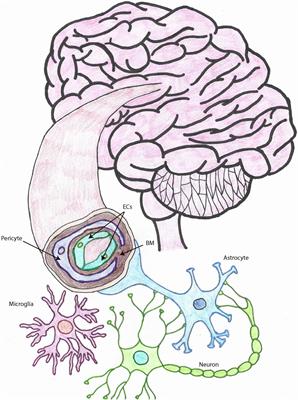 Carbonic Anhydrases as Potential Targets Against Neurovascular Unit Dysfunction in Alzheimer’s Disease and Stroke